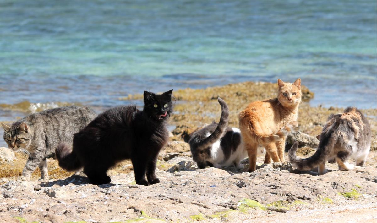 Colonia Felina Di Su Pallosu Nel Cuore Della Sardegna