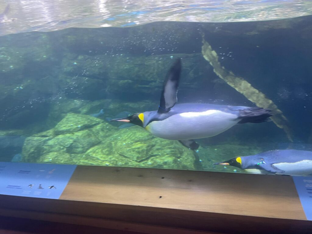 Pinguino imperiale