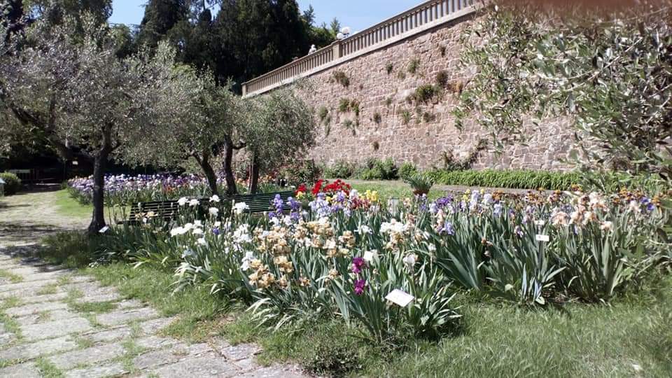 giardini di Firenze_Iris