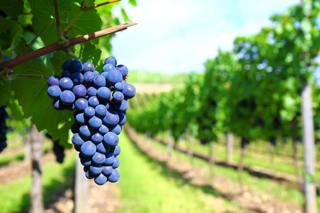 Sangiovese Italian red wine : grape , vineyard and territory.
